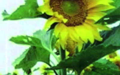 N.1, 2003