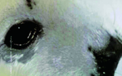 N.6, 2003