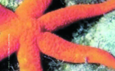 N.1, 2004