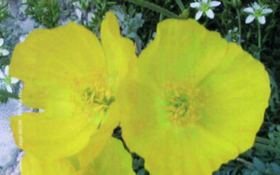 N.4, 2004