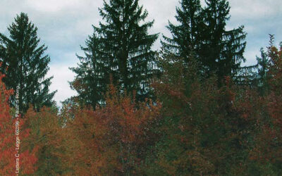 N.3, 2008